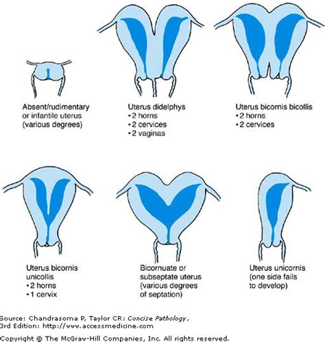 lungime vagin|Human vaginal size